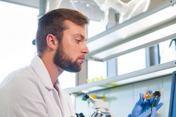 Associate-level archaeologist works with bones in a lab.